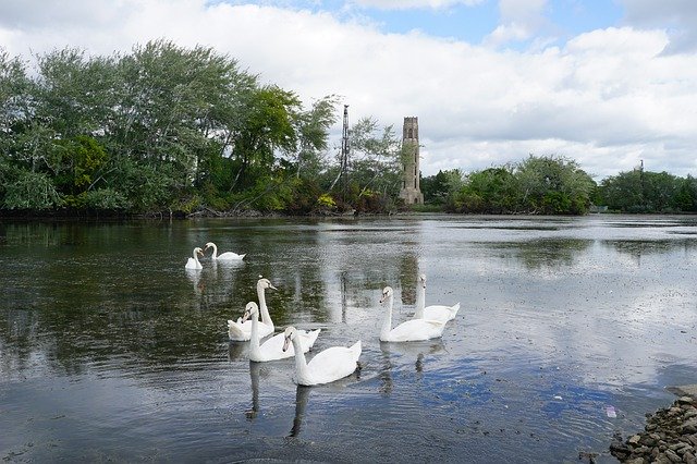 Free download Swans Swan Belle Isle -  free photo or picture to be edited with GIMP online image editor
