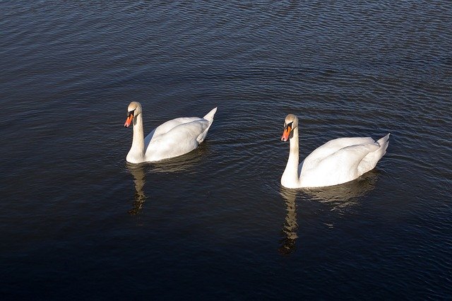 Descarga gratuita Swans Swan Couple: foto o imagen gratuita para editar con el editor de imágenes en línea GIMP