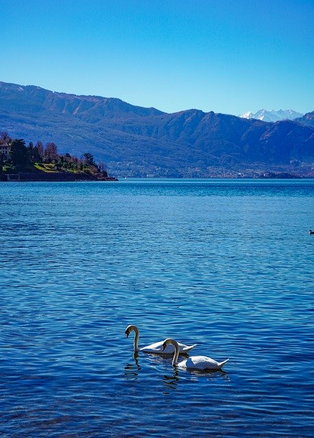 Free download Swans Swan Lake -  free photo or picture to be edited with GIMP online image editor