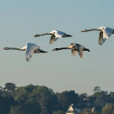 SWANS THEME  screen for extension Chrome web store in OffiDocs Chromium