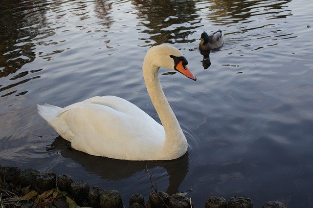 Scarica gratuitamente Swan Swans Alster: foto o immagine gratuita da modificare con l'editor di immagini online GIMP