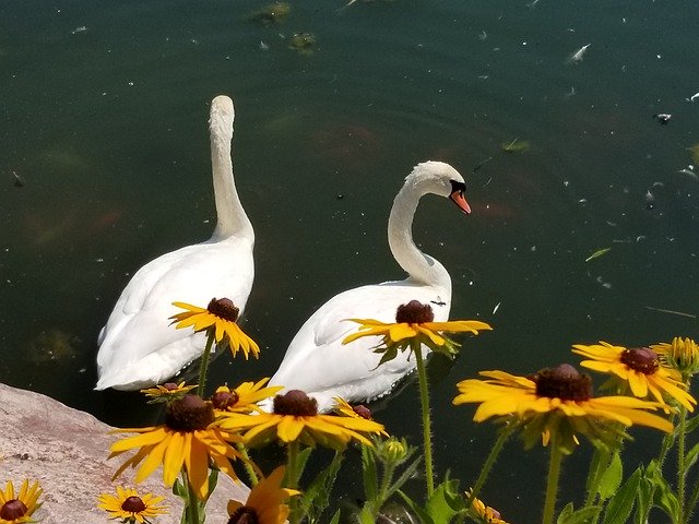 Безкоштовно завантажити Swan Swans Flower - безкоштовне фото або зображення для редагування в онлайн-редакторі зображень GIMP