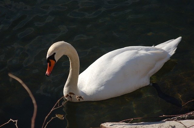 Template Photo Swan Swans Nature for OffiDocs