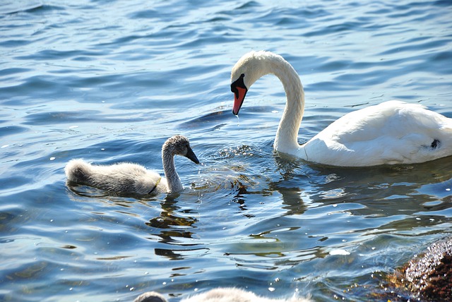 Free download swan swans water summer ui bird free picture to be edited with GIMP free online image editor