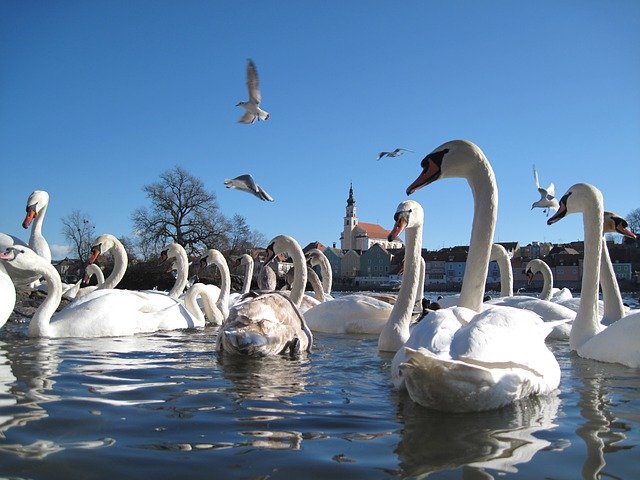 הורדה חינם Swans Water Feather - תמונה או תמונה בחינם בחינם לעריכה עם עורך התמונות המקוון GIMP