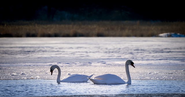 Free download swans waterfowls lake animals free picture to be edited with GIMP free online image editor