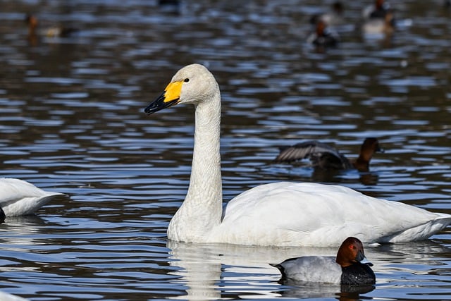 Free download swans whooper swans pond animals free picture to be edited with GIMP free online image editor