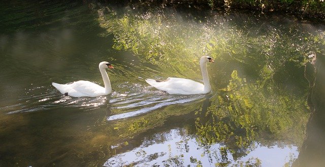 Free download Swan Swimming Water -  free photo or picture to be edited with GIMP online image editor