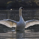 SWAN THEME  screen for extension Chrome web store in OffiDocs Chromium