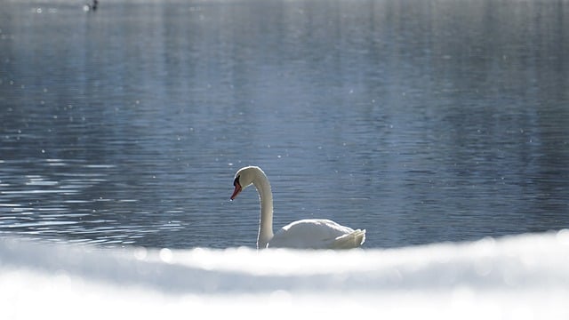 Free download swan the needle winter snow free picture to be edited with GIMP free online image editor
