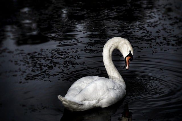 Free download swan water bird animal water free picture to be edited with GIMP free online image editor
