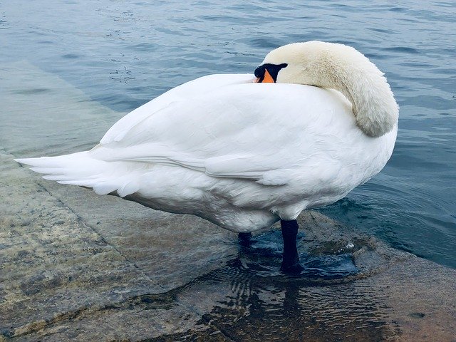 Free download Swan Water Bird Animal World -  free photo or picture to be edited with GIMP online image editor