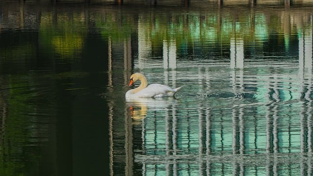 Free download swan water bird bird water free picture to be edited with GIMP free online image editor