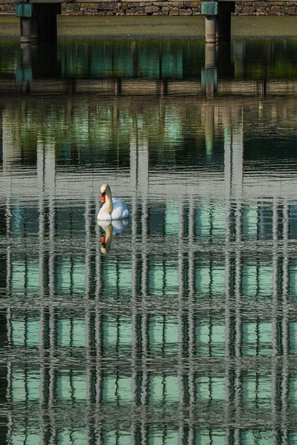 Free download swan water bird bird water swim free picture to be edited with GIMP free online image editor
