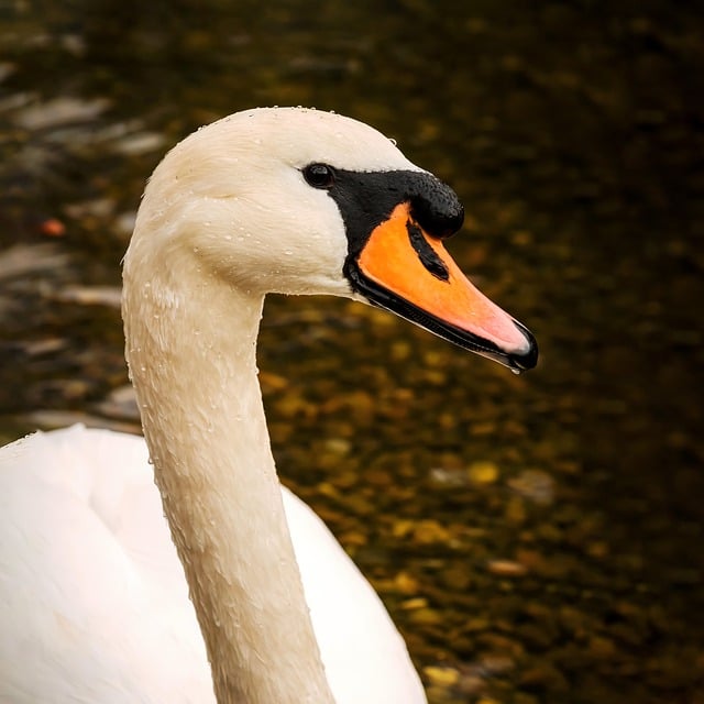 Free download swan waterbird bird white swan free picture to be edited with GIMP free online image editor