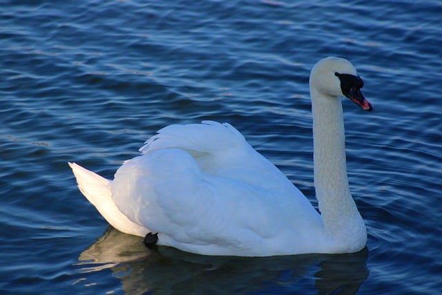 Free download swan water bird black beak wildlife free picture to be edited with GIMP free online image editor