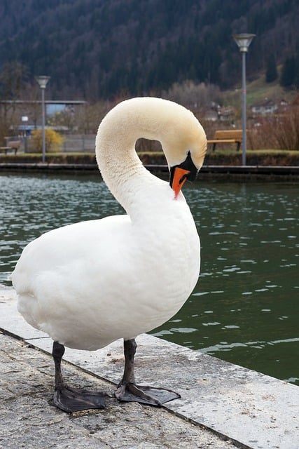 Free download swan water bird cute wildlife free picture to be edited with GIMP free online image editor