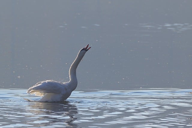 Free download swan water bird fog fall nature free picture to be edited with GIMP free online image editor