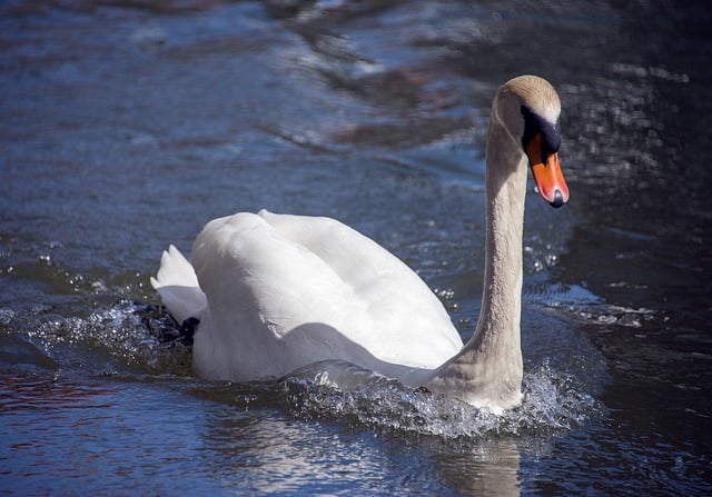 Free download swan water bird lake pond bird free picture to be edited with GIMP free online image editor