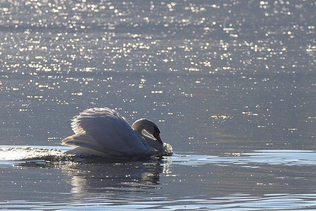 دانلود رایگان عکس طلوع آفتاب دریاچه پرنده آبی رایگان برای ویرایش با ویرایشگر تصویر آنلاین رایگان GIMP