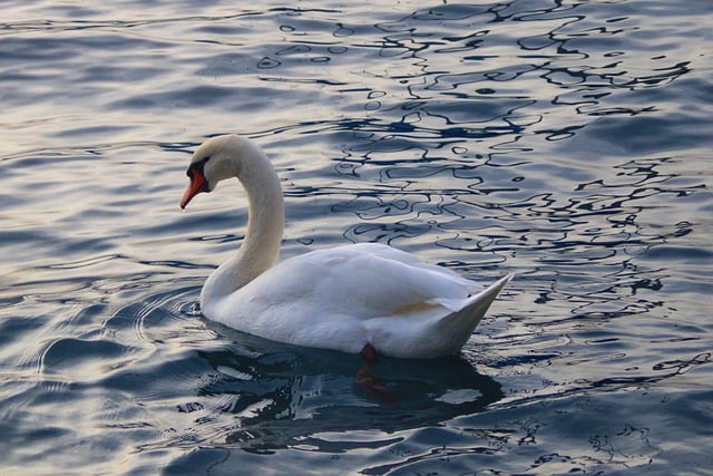 Free download swan water bird lake water bird free picture to be edited with GIMP free online image editor