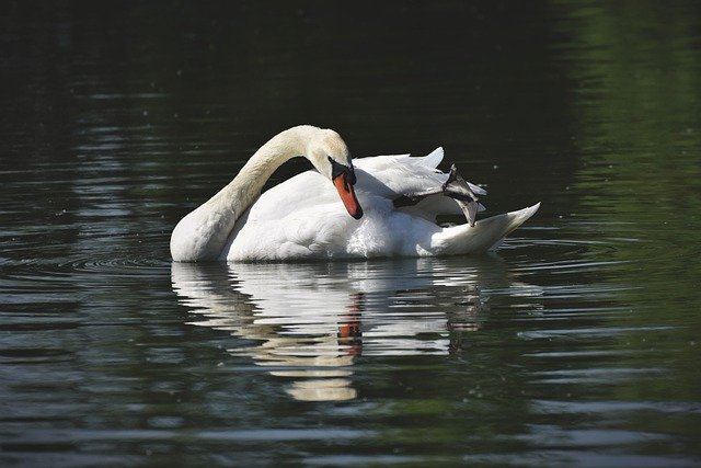 Free download swan water bird schwimmvogel free picture to be edited with GIMP free online image editor