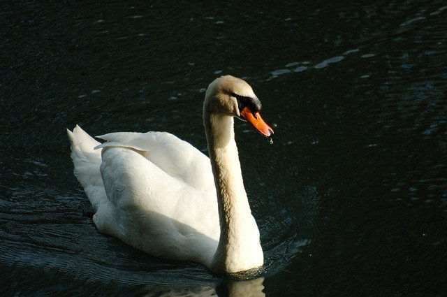 Free download Swan Water Birds Feather -  free photo or picture to be edited with GIMP online image editor