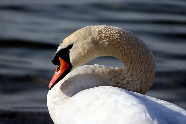 Free download swan water bird wildlife animal free picture to be edited with GIMP free online image editor