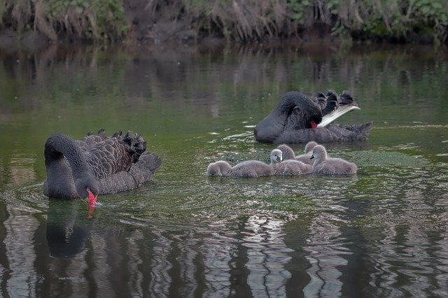 Bezpłatne pobieranie Swan Water Black - bezpłatne zdjęcie lub obraz do edycji za pomocą internetowego edytora obrazów GIMP