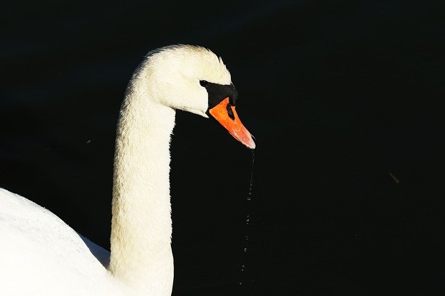 Free download Swan Water Drops -  free photo or picture to be edited with GIMP online image editor