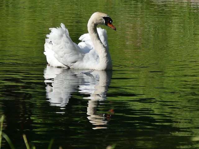 Free picture Swan Water Feather -  to be edited by GIMP free image editor by OffiDocs