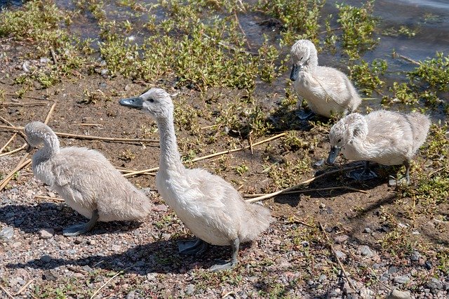 Free download Swan Waterfowl -  free photo or picture to be edited with GIMP online image editor