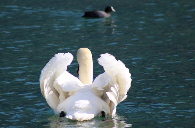 Free download swan waterfowl bird nature free picture to be edited with GIMP free online image editor