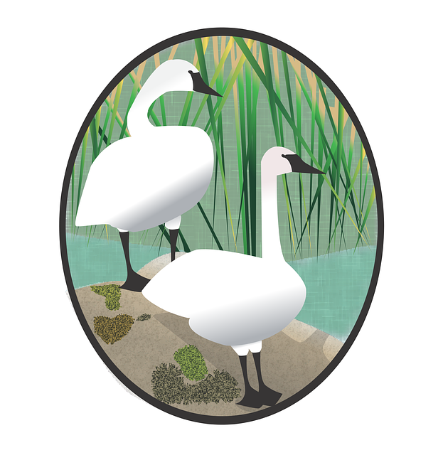 Free download Swan Waterfowl Birds - Free vector graphic on Pixabay free illustration to be edited with GIMP free online image editor