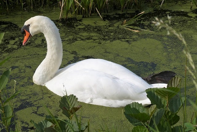 Free download swan waterfowl marsh waterbird free picture to be edited with GIMP free online image editor
