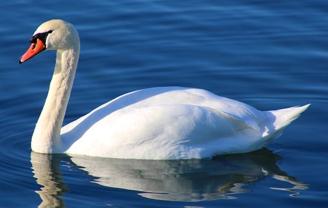 دانلود رایگان عکس دریاچه آب طبیعت پرندگان آب قو برای ویرایش با ویرایشگر تصویر آنلاین رایگان GIMP