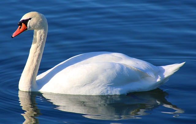 Free download swan waterfowl nature water lake free picture to be edited with GIMP free online image editor