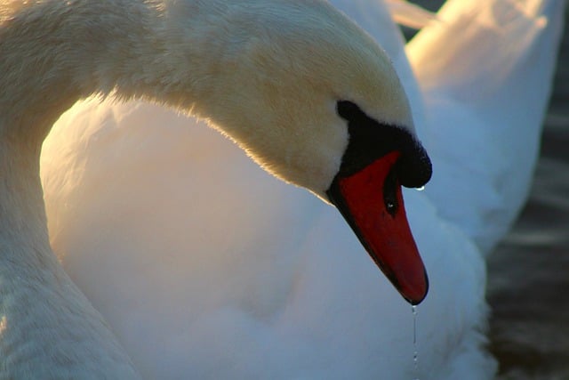 Free download swan waterfowl plumage wildlife free picture to be edited with GIMP free online image editor