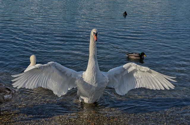 Descarga gratuita de la plantilla de fotografía gratuita de Swan Water Lake para editar con el editor de imágenes en línea GIMP