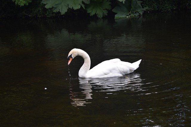 Free download Swan Water Pond -  free photo or picture to be edited with GIMP online image editor