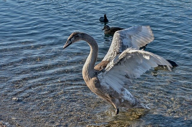 Free download Swan Water Schwimmvogel free photo template to be edited with GIMP online image editor