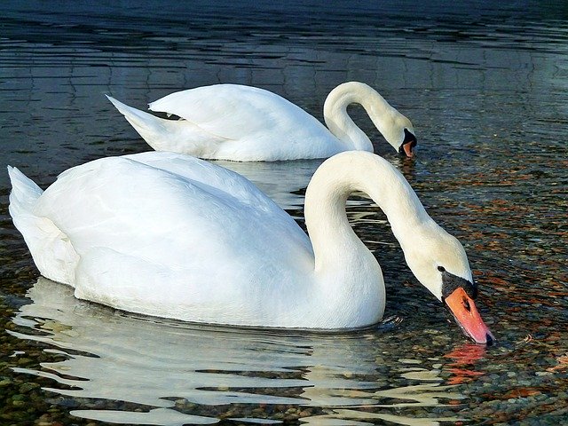 Free download Swan Water Sea -  free photo or picture to be edited with GIMP online image editor