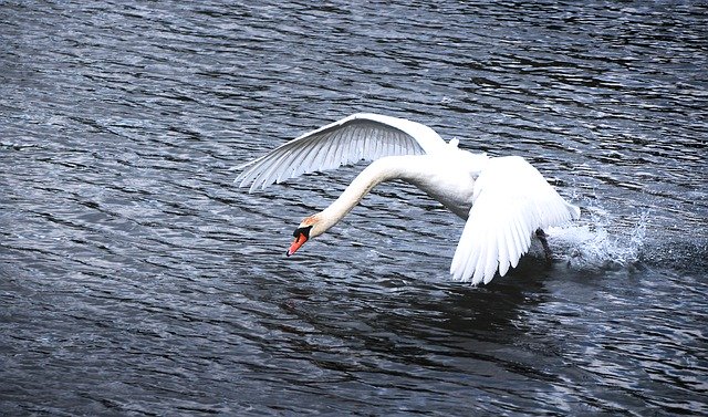 Free download Swan Water Start -  free photo or picture to be edited with GIMP online image editor