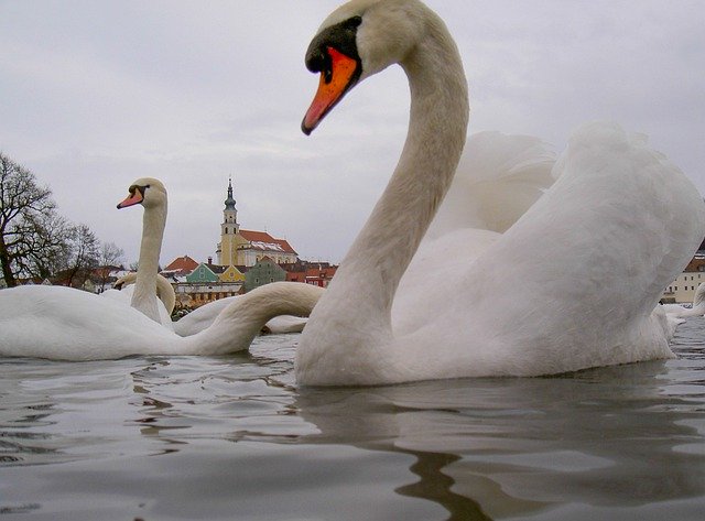 Scarica gratuitamente Swan White Fluffy: foto o immagine gratuita da modificare con l'editor di immagini online GIMP