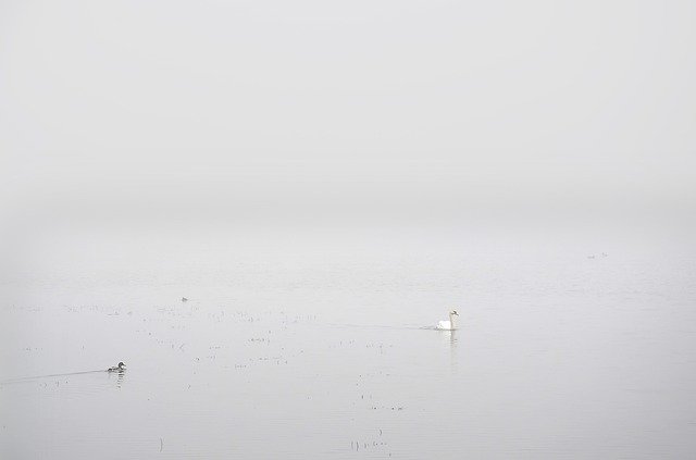 Free download Swan White Fog -  free photo or picture to be edited with GIMP online image editor