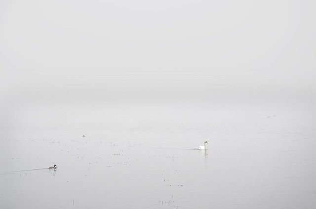 تنزيل Swan White Fog مجانًا - صورة مجانية أو صورة لتحريرها باستخدام محرر الصور عبر الإنترنت GIMP