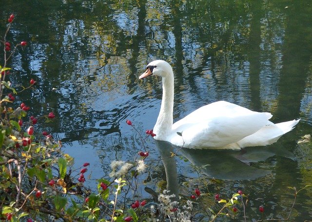 Download grátis Swan White Plumage - foto ou imagem gratuita para ser editada com o editor de imagens online GIMP