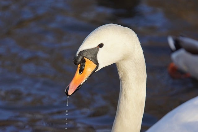 Free download swan white swan waterbird waterfowl free picture to be edited with GIMP free online image editor