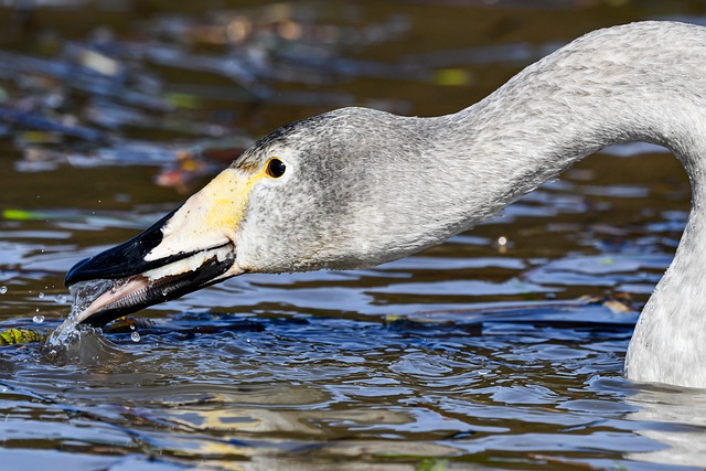 Free download swan whooper swan fishing animal free picture to be edited with GIMP free online image editor