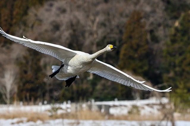 Free download swan whooper swan pond flying bird free picture to be edited with GIMP free online image editor